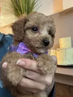 Tiny Toy Cavapoo girl Pumpkin , a female Cavapoo for sale in Carlsbad, CA – 2 of 10