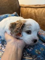 Bonnie, a female Cavapoo for sale in Carlsbad, CA – 6 of 10