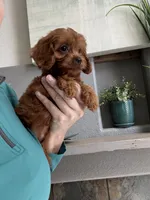 Maize , a female Cavapoo for sale in Carlsbad, CA – 1 of 10