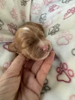 Butterscotch, a female Cavapoo for sale in Carlsbad, CA – 4 of 8