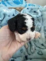 Toy Cavapoo boy 1 , a male Cavapoo for sale in Carlsbad, CA – 7 of 9