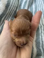 Red Cavapoo boy 2 with a little white , a male Cavapoo for sale in Carlsbad, CA – 6 of 10