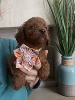 Little Red- Toy Cavapoo girl , a female Cavapoo for sale in Carlsbad, CA – 3 of 9
