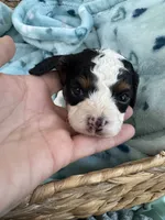 Toy Cavapoo boy 1 , a male Cavapoo for sale in Carlsbad, CA – 2 of 9