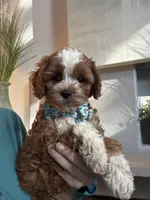 Tucker, a male Cavapoo for sale in Carlsbad, CA – 6 of 10