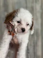 Sweet Pea , a female Cavapoo for sale in Carlsbad, CA – 3 of 10