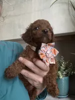 Little Red- Toy Cavapoo girl , a female Cavapoo for sale in Carlsbad, CA – 7 of 9