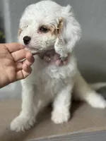 Fiona, a female Cavapoo and Poodle - Miniature  for sale in Carlsbad, CA – 4 of 10