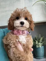 Poppy, a female Cavapoo for sale in Carlsbad, CA – 5 of 10