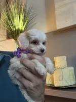Tiny Toy Cavapoo Girl S’more’s , a female Cavapoo for sale in Carlsbad, CA – 2 of 10