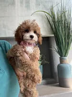 Poppy, a female Cavapoo for sale in Carlsbad, CA – 6 of 10