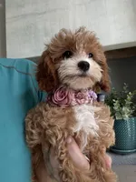 Poppy, a female Cavapoo for sale in Carlsbad, CA – 2 of 10