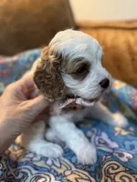 Minnie, a female Cavapoo for sale in Carlsbad, CA – 2 of 10