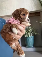 Maggie, a female Cavapoo for sale in Carlsbad, CA – 8 of 10