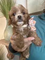 Light red Cavapoo girl with White 2, a female Cavapoo for sale in Carlsbad, CA – 7 of 10