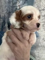 Absolutely beautiful Toy F1 Cavapoo Daisy , a female Cavapoo for sale in Carlsbad, CA – Photo 10 of 10