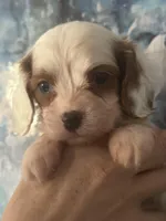 Absolutely beautiful Toy F1 Cavapoo Daisy , a female Cavapoo for sale in Carlsbad, CA – Photo 8 of 10