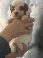 Absolutely beautiful Toy F1 Cavapoo Daisy , a female Cavapoo for sale in Carlsbad, CA – Photo 7 of 10