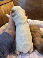 Daisy , a female Cavapoo for sale in Carlsbad, CA – Photo 9 of 10