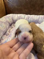 Daisy , a female Cavapoo for sale in Carlsbad, CA – Photo 2 of 10