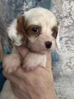Absolutely beautiful Toy F1 Cavapoo Daisy , a female Cavapoo for sale in Carlsbad, CA – Photo 9 of 10
