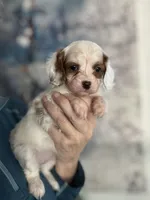 Absolutely beautiful Toy F1 Cavapoo Daisy , a female Cavapoo for sale in Carlsbad, CA – Photo 5 of 10