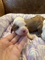 Daisy , a female Cavapoo for sale in Carlsbad, CA – Photo 4 of 10