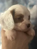 Absolutely beautiful Toy F1 Cavapoo Daisy , a female Cavapoo for sale in Carlsbad, CA – Photo 6 of 10