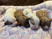 Daisy , a female Cavapoo for sale in Carlsbad, CA – Photo 10 of 10