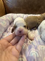Daisy , a female Cavapoo for sale in Carlsbad, CA – Photo 1 of 10