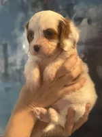 Absolutely beautiful Toy F1 Cavapoo Daisy , a female Cavapoo for sale in Carlsbad, CA – Photo 2 of 10