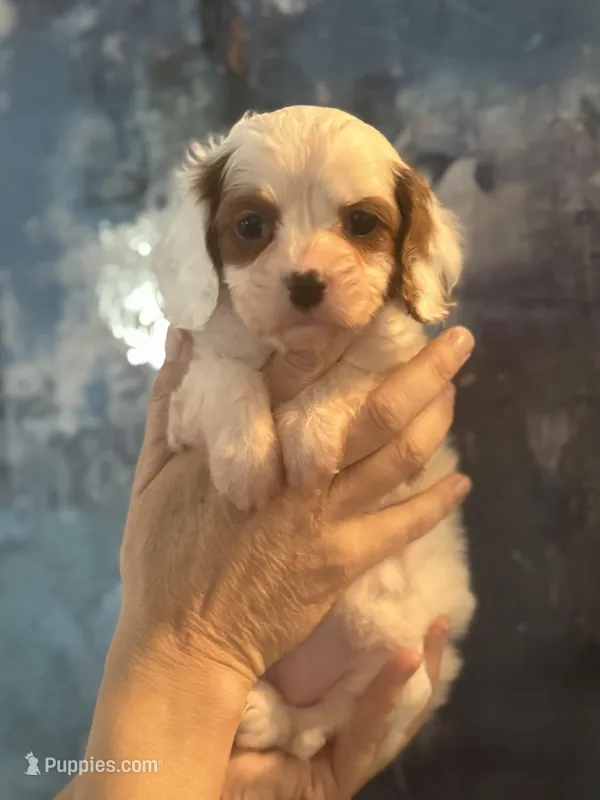 Daisy  – Cavapoo puppy for sale in Carlsbad, CA