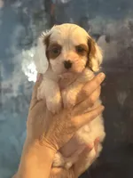 Absolutely beautiful Toy F1 Cavapoo Daisy , a female Cavapoo for sale in Carlsbad, CA – Photo 1 of 10