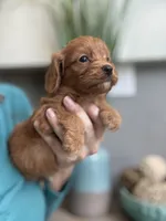 Buddy, a male Cavapoo for sale in Carlsbad, CA – 3 of 10