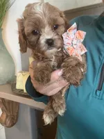Light red Cavapoo girl with White 2, a female Cavapoo for sale in Carlsbad, CA – 9 of 10