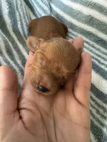 Red Cavapoo boy 1, a male Cavapoo for sale in Carlsbad, CA – 2 of 10