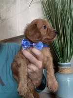 Toby red Cavapoo boy , a male Cavapoo for sale in Carlsbad, CA – 8 of 10