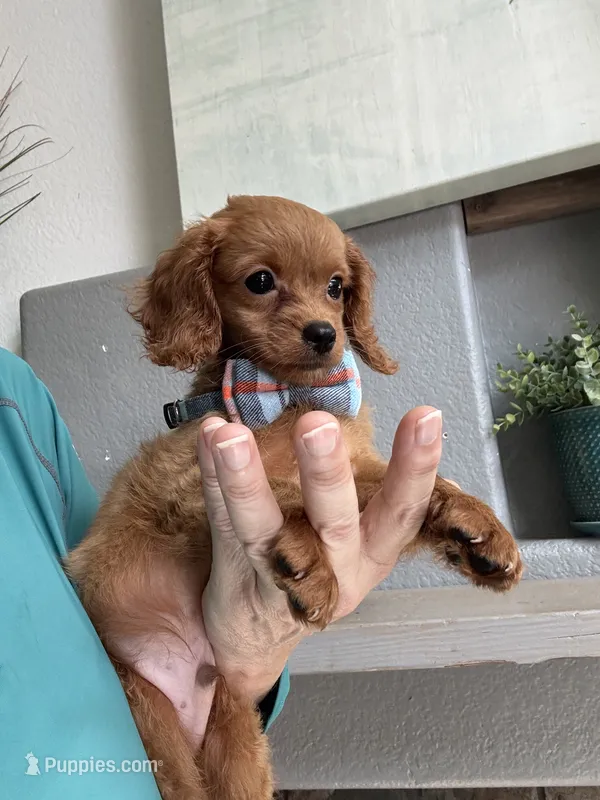 Tiny Tim – Cavapoo puppy for sale in Carlsbad, CA