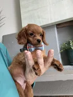 Tiny Tim, a male Cavapoo for sale in Carlsbad, CA – 1 of 10