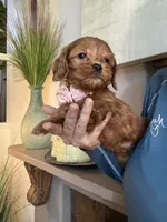 Lilly, a female Cavapoo for sale in Carlsbad, CA – 2 of 10