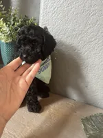 Rare black Toy Cavapoo boy 3, a male Cavapoo for sale in Carlsbad, CA – 8 of 10