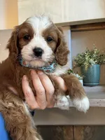 Henry, a male Cavapoo for sale in Carlsbad, CA – 6 of 10