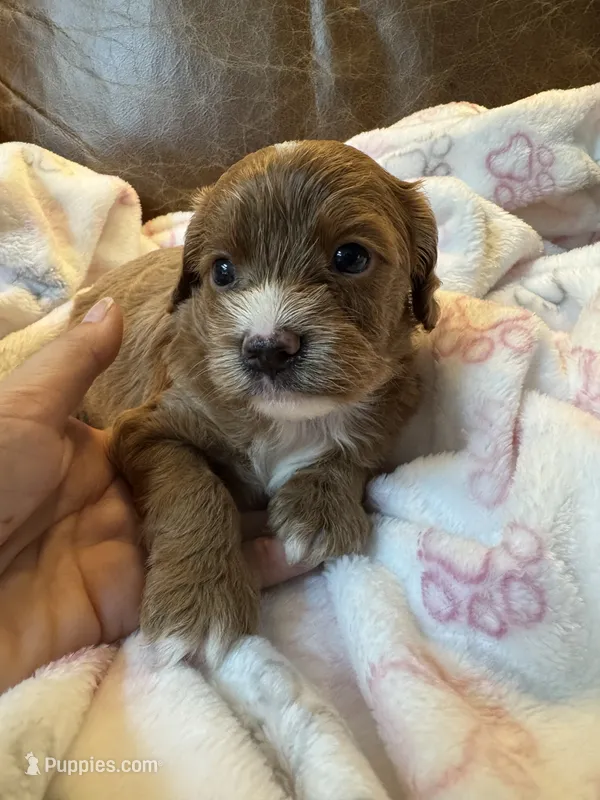 Butterscotch – Cavapoo puppy for sale in Carlsbad, CA