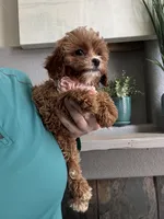 Fanny, a female Cavapoo for sale in Carlsbad, CA – 5 of 10