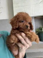 Bacon, a male Cavapoo for sale in Carlsbad, CA – 8 of 10