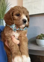 Leo, a male Cavapoo for sale in Carlsbad, CA – 8 of 10