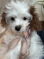 Sweet Pea teeny tiny toy F1 Cavapoo Girl , a female Cavapoo for sale in Carlsbad, CA – 7 of 10
