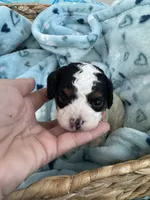 Toy Cavapoo boy 1 , a male Cavapoo for sale in Carlsbad, CA – 5 of 9