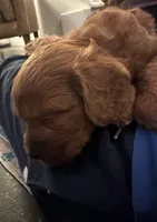 Buck, a male Cavapoo for sale in Carlsbad, CA – 7 of 10