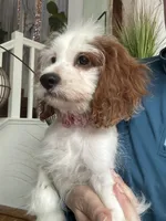 Cookie’s and Cream (Cookie) , a female Cavapoo for sale in Carlsbad, CA – 2 of 10